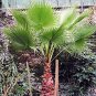 BULK MEXICAN FAN PALM WASHINGTONIA ROBUSTA 500 seeds