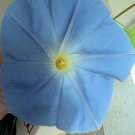 IPOMOEA TRICOLOR MORNING GLORY HEAVENLY BLUE 300 seeds