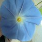 IPOMOEA TRICOLOR MORNING GLORY HEAVENLY BLUE 300 seeds