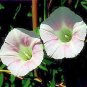 CONVOLVULUS SEPIUM Morning Glory pale pink 50 seeds