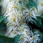BULK White CLEMATIS VIRGINIA fully hardy 200 seeds
