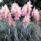 PAMPAS GRASS PINK Cortaderia jubata 500+ seeds