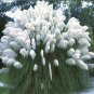 BULK PAMPAS GRASS WHITE Cortaderia selloana 500+ seeds