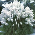 BULK PAMPAS GRASS WHITE Cortaderia selloana 250+ seeds