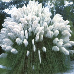BULK PAMPAS GRASS WHITE Cortaderia selloana 250+ seeds