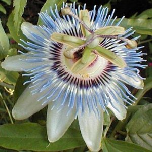 BULK - PASSIFLORA CEARULEA Passion vine 'Blue Crown'  500 seeds