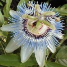 PASSIFLORA CEARULEA Passion vine 'Blue Crown'  50 seeds
