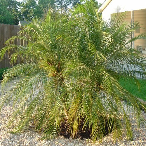 PHOENIX ROEBELENII  - PYGMY DATE PALM 50 seeds