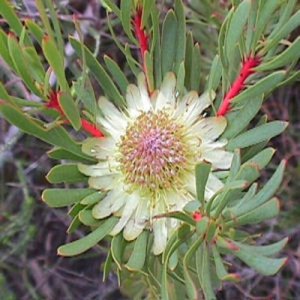 Protea Scolymocephala, Thistle Sugarbush 5 seeds