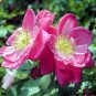 BULK RED LEAF ROSE rosa rubrifolia glauca shrub rose 100 seeds
