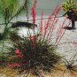 BULK RED YUCCA Hesperaloe parviflora 100 seeds