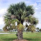 SABAL PALMETTO, CABBAGE PALM cold hardy 50 seeds