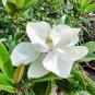 Southern Magnolia, Magnolia grandiflora 50 stratified seeds