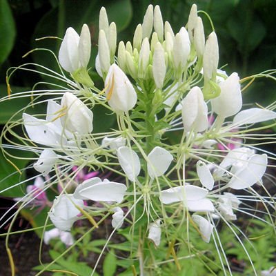 BULK SPIDER FLOWER - CLEOME - QUEEN MIX 10,000+ seeds