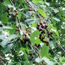 Sweet Cherry Prunus Avium Mazzard Cherry 50 seeds