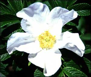 WHITE JAPANESE ROSE  ROSA RUGOSA ALBA fragant 50 seeds
