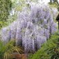 Wisteria sinensis Chinese wisteria vine 50 seeds