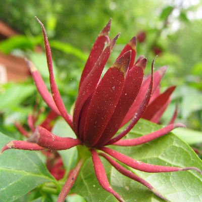 CAROLINA ALLSPICE Calycanthus floridus 50 seeds