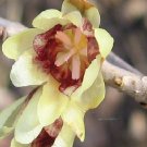 Chimonanthus praecox fragrant Wintersweet 10 seeds
