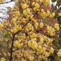 Chimonanthus praecox fragrant Wintersweet BULK 100 seeds