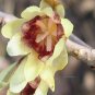 Chimonanthus praecox fragrant Wintersweet BULK 1000 seeds