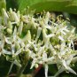BULK Silky Dogwood swamp dogwood cornus amomum 100 seeds