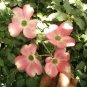 PINK FLOWERING DOGWOOD cornus florida rubra 10 seeds