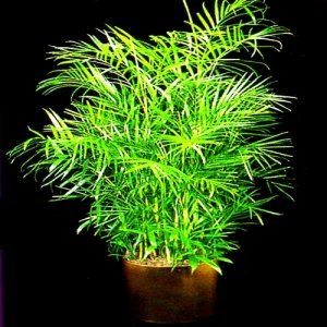 BAMBOO PALM chamaedorea florida hybrid 50 seeds