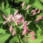 BULK Tatarian Honeysuckle Lonicera tatarica very fragant 2500 seeds