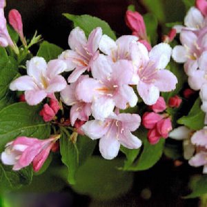 BEAUTYBUSH KOLKWITZIA AMABILIS BULK 500 seeds