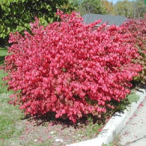 CORKED BURNING BUSH Euonymus alatus 50 seeds
