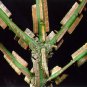 CORKED BURNING BUSH Euonymus alatus 50 seeds