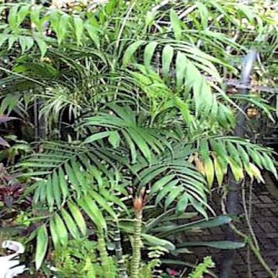 CHAMAEDOREA MICROSPADIX cold hardy BAMBOO PALM 50 seeds