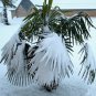 WINDMILL PALM Trachycarpus fortunii cold hardy 10 seeds