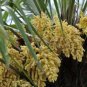 WINDMILL PALM Trachycarpus fortunii cold hardy BULK 100 seeds