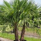 WINDMILL PALM Trachycarpus fortunii cold hardy BULK 500 seeds