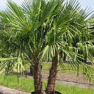 WINDMILL PALM Trachycarpus fortunii cold hardy BULK 1000 seeds