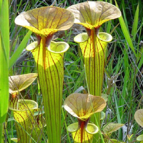 YELLOW PITCHERPLANT Sarracenia Flava carnivorous 10 seeds