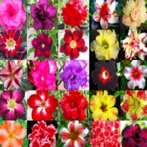 DESERT ROSE  ADENIUM OBESUM Bonsai mixed colors 10 seeds