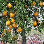 FLORIDA ORANGE TREE Gardner oranges sweet and juicy perfect house plant 10 seeds