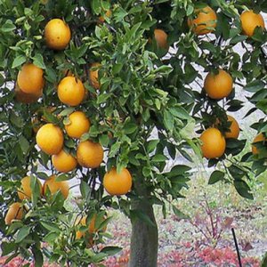 FLORIDA ORANGE TREE Gardner oranges sweet and juicy perfect house plant 50 seeds