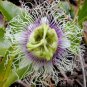 BULK - PASSIFLORA EDULIS Purple passion vine 500 seeds