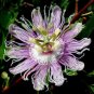 BULK Maypop Passiflora incarnata passion fruit vine 100 seeds