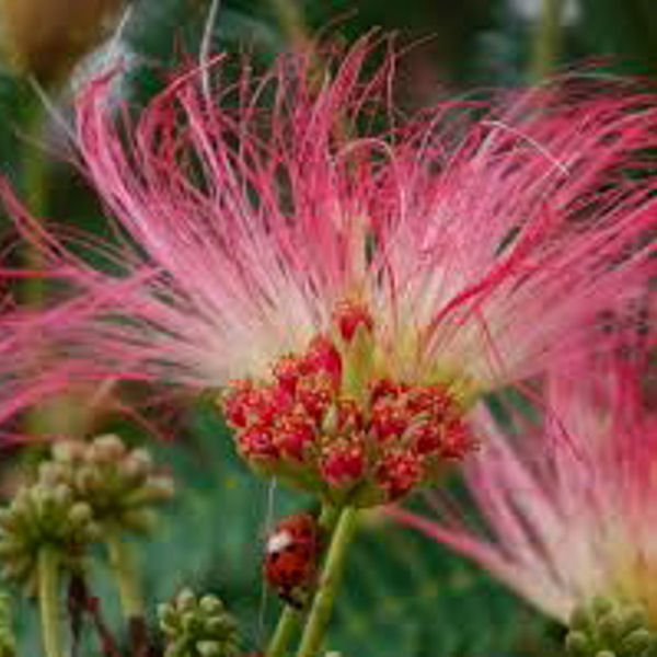 SILK TREE  ALBIZIA JULIBRISSIN 100 seeds