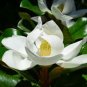 BULK Southern Magnolia, Magnolia grandiflora 500 stratified seeds