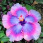 Dinnerplate Hibiscus 'All about Bling' perennial 10 seeds