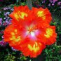 Dinnerplate Hibiscus 'Red HOT' perennial 10 seeds