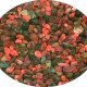 Another natural rough specimen gemstone.