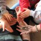 Lesson Blocks & E-Books
