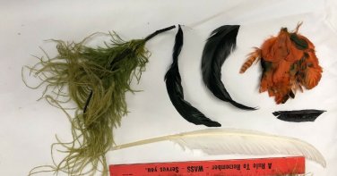 VINTAGE LADIES' MILLENRY HAT FEATHER DECORATIONS 6 PIECES #4